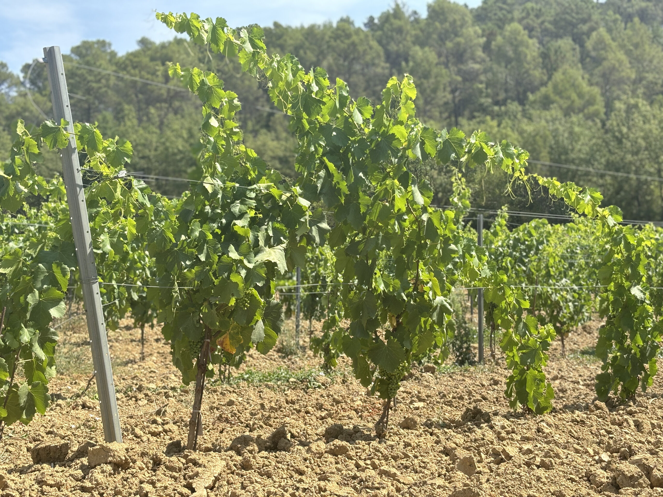 Le Cinsault, Le Grenache, La Syrah : Trois Célébrités des Vins du Var