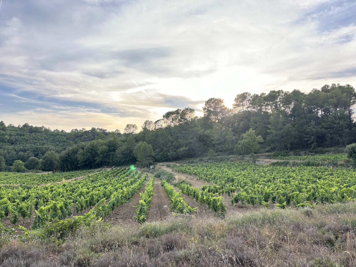 Notre Production en Bio : Un Engagement pour l’Avenir de la Viticulture à Bras (83149), Var